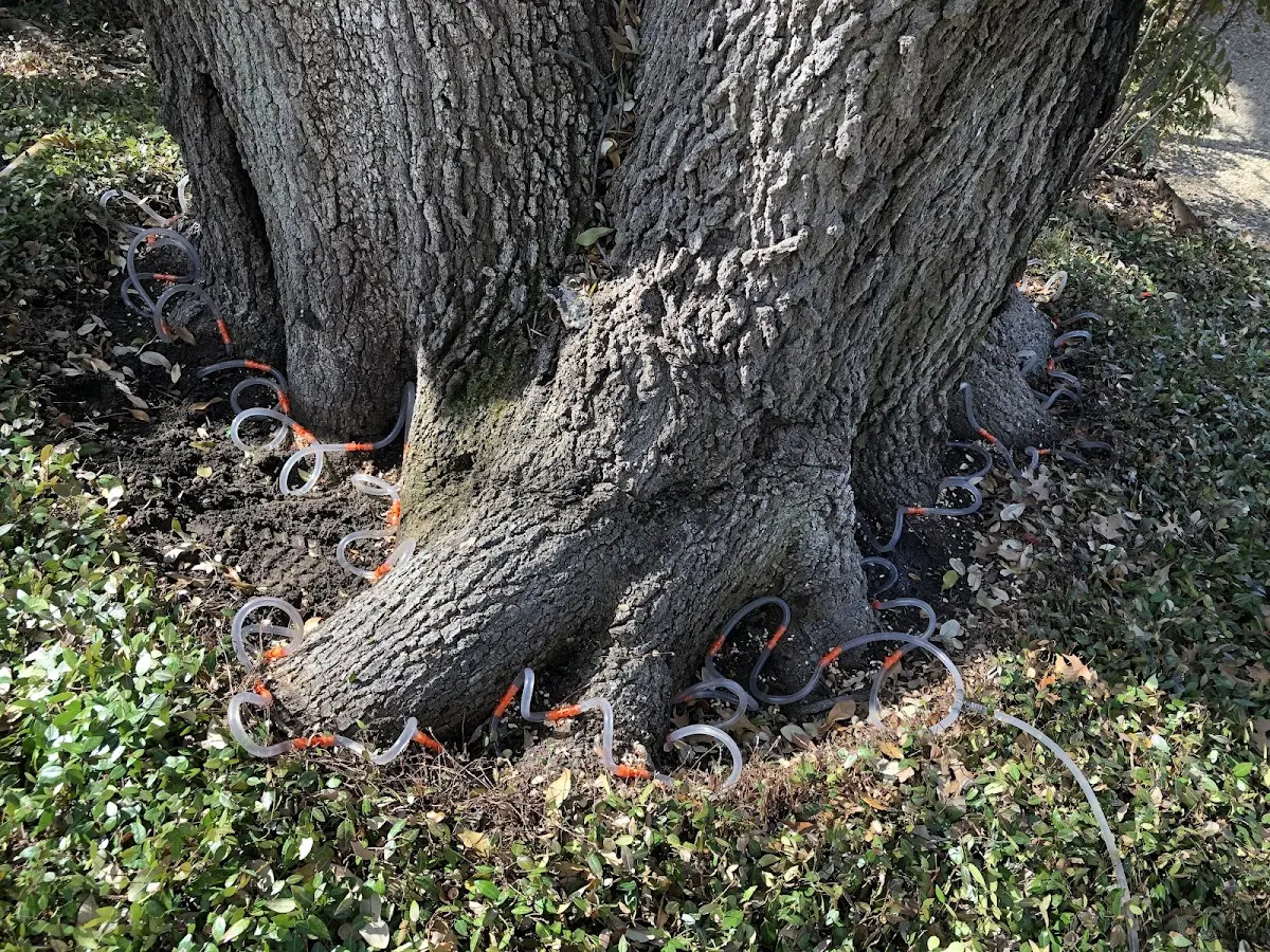 Detailed Tree Cabling and Bracing job site in Manchester Township