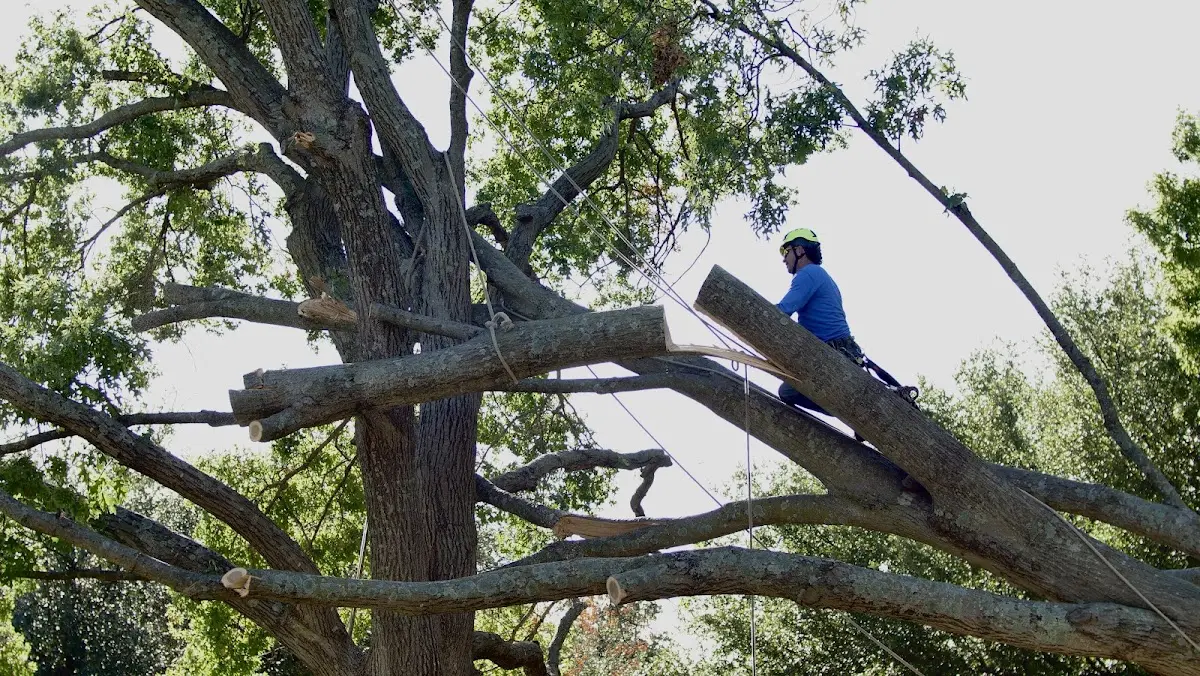 Professional Crown Thinning performed by certified arborists in Manchester Township