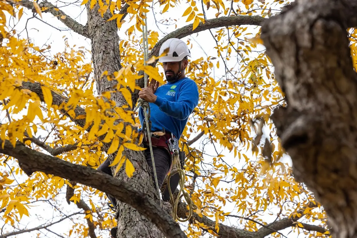 Skilled Tree Pruning crew working in Manchester Township