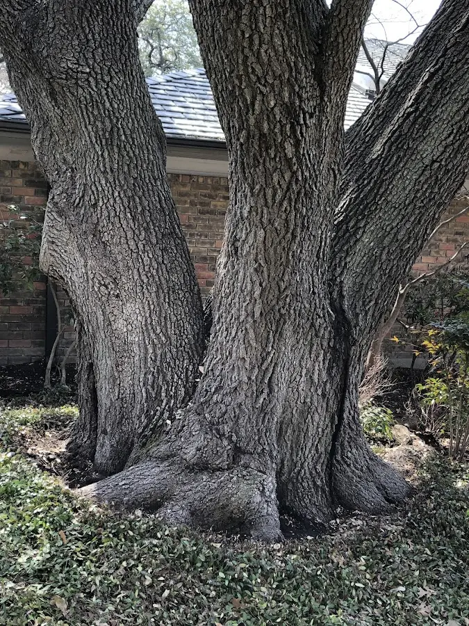Mature heritage tree close to a Manchester Township property cared for by certified arborists